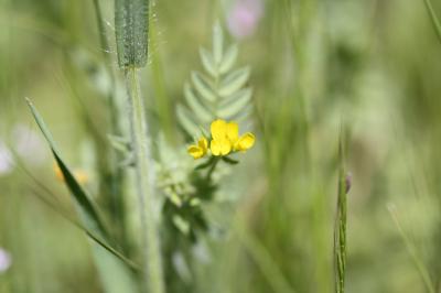 Ornithope comprimé Ornithopus compressus L., 1753