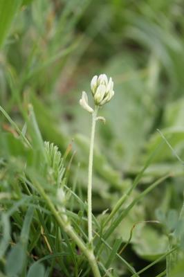 Astragale à gousses en hameçon Astragalus hamosus L., 1753