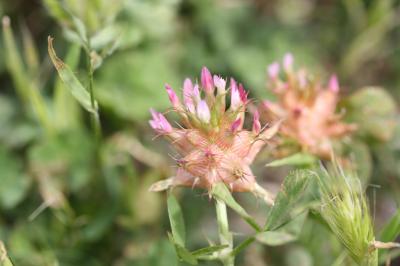 Trèfle écumeux Trifolium spumosum L., 1753