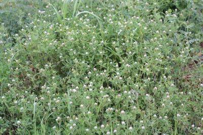 Trèfle écailleux Trifolium squamosum L., 1759