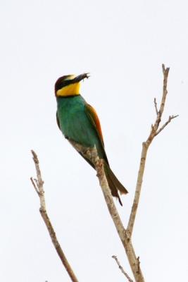 Guêpier d'Europe Merops apiaster Linnaeus, 1758