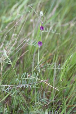 Vesce voyageuse Vicia peregrina L., 1753