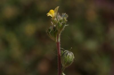 Linaire simple Linaria simplex (Willd.) DC., 1805