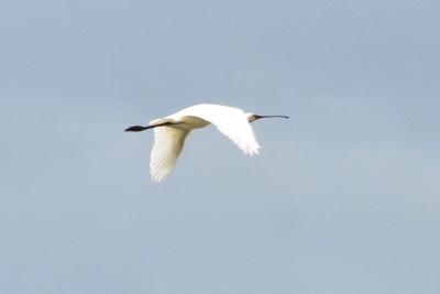 Spatule blanche Platalea leucorodia Linnaeus, 1758