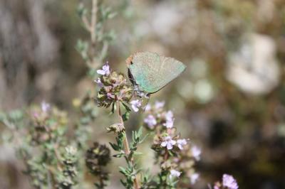 Thécla de l'Arbousier (La) Callophrys avis Chapman, 1909