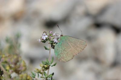 Thécla de l'Arbousier (La) Callophrys avis Chapman, 1909