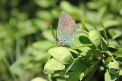 Thécla de l'Arbousier (La) Callophrys avis Chapman, 1909