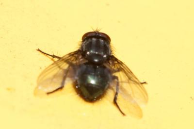  Bellardia Robineau-Desvoidy, 1863