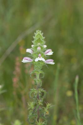 Bellardie, Bartsie trixago, Bellardie Germandrée Bartsia trixago L., 1753