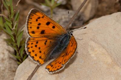 Cuivré mauvin (Le), Cuivré flamboyant (Le), Argus  Lycaena alciphron (Rottemburg, 1775)