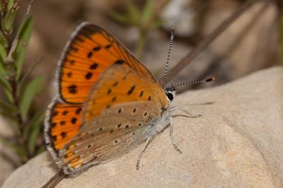 Cuivré mauvin (Le), Cuivré flamboyant (Le), Argus  Lycaena alciphron (Rottemburg, 1775)