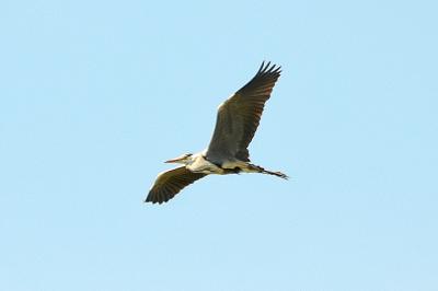 Héron cendré Ardea cinerea Linnaeus, 1758