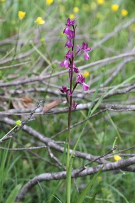 Orchis à fleurs lâches Anacamptis laxiflora (Lam.) R.M.Bateman, Pridgeon & M.W.Chase, 1997