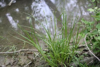 Laîche cuivrée Carex otrubae Podp., 1922