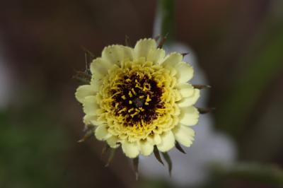 OEil-du-Christ Tolpis umbellata Bertol., 1803