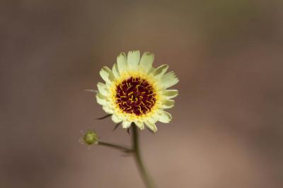 Trépane barbue Tolpis barbata (L.) Gaertn., 1791