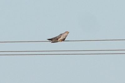 Coucou gris Cuculus canorus Linnaeus, 1758