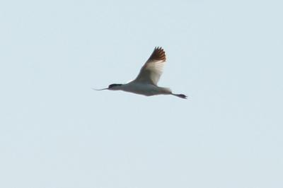 Avocette élégante Recurvirostra avosetta Linnaeus, 1758