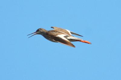 Chevalier gambette Tringa totanus (Linnaeus, 1758)