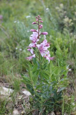 Fraxinelle blanche, Dictame blanc Dictamnus albus L., 1753