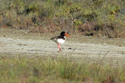 Huîtrier pie Haematopus ostralegus Linnaeus, 1758