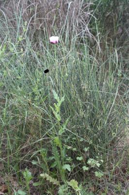 Pavot somnifère, Pavot officinal Papaver somniferum L., 1753