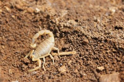 Scorpion languedocien Buthus occitanus (Amoreux, 1789)