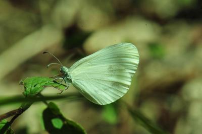 Piéride du Lotier (La), Piéride de la Moutarde (La Leptidea sinapis (Linnaeus, 1758)