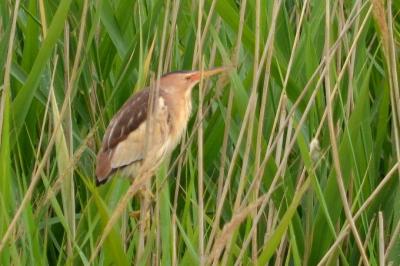 Butor blongios, Blongios nain Ixobrychus minutus (Linnaeus, 1766)