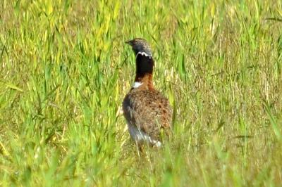 Outarde canepetière Tetrax tetrax (Linnaeus, 1758)