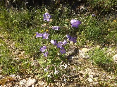 Campanule carillon, Fausse Raiponce Campanula medium L., 1753