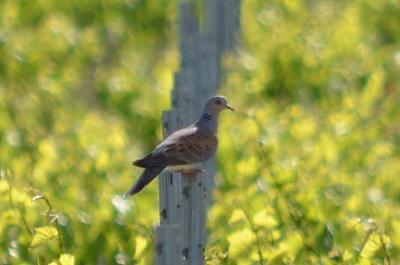 Tourterelle des bois Streptopelia turtur (Linnaeus, 1758)