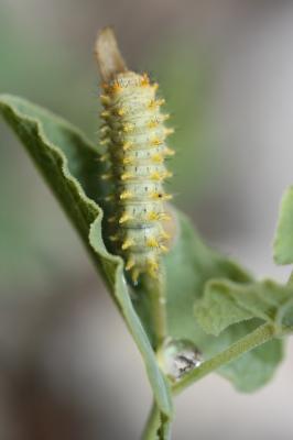 Proserpine (La), Thaïs écarlate (La), Proserpine d Zerynthia rumina (Linnaeus, 1758)