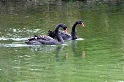 Cygne noir Cygnus atratus (Latham, 1790)
