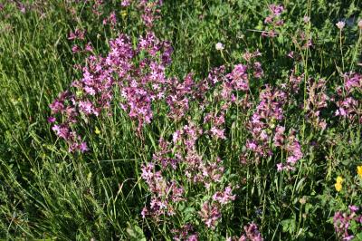 Silene visqueux Viscaria vulgaris Bernh., 1800