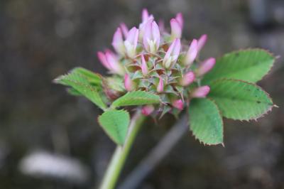 Trèfle aggloméré, Petit Trèfle à boules Trifolium glomeratum L., 1753