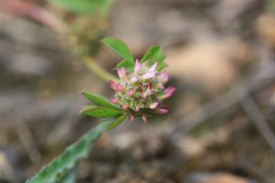 Trèfle aggloméré, Petit Trèfle à boules Trifolium glomeratum L., 1753