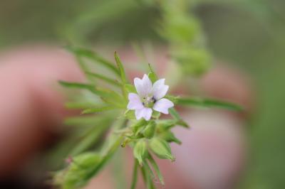 Géranium fluet, Géranium à tiges grêles Geranium pusillum L., 1759