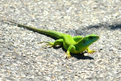 Lézard vert Lacerta bilineata Daudin, 1802