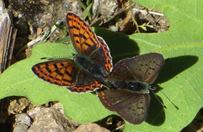 Cuivré fuligineux (Le), Argus myope (L'), Polyomma Lycaena tityrus (Poda, 1761)