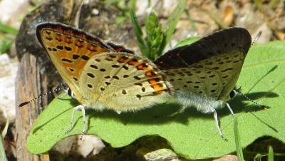 Cuivré fuligineux (Le), Argus myope (L'), Polyomma Lycaena tityrus (Poda, 1761)
