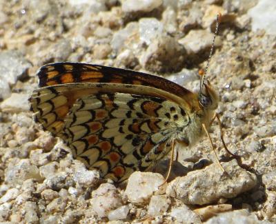 Mélitée des Centaurées (La), Grand Damier (Le) Melitaea phoebe (Denis & Schiffermüller, 1775)