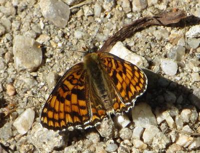Mélitée des Centaurées (La), Grand Damier (Le) Melitaea phoebe (Denis & Schiffermüller, 1775)