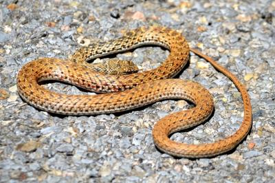Couleuvre de Montpellier Malpolon monspessulanus (Hermann, 1804)