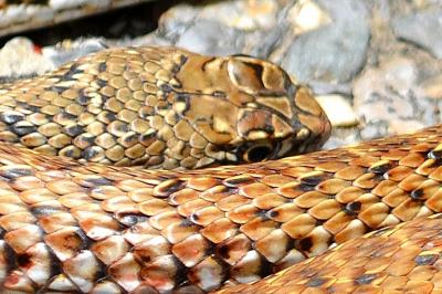 Couleuvre de Montpellier Malpolon monspessulanus (Hermann, 1804)