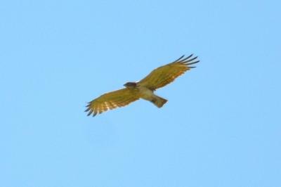 Circaète Jean-le-Blanc Circaetus gallicus (Gmelin, 1788)