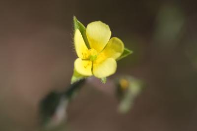 Hélianthème à feuilles de saule Helianthemum salicifolium (L.) Mill., 1768