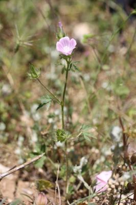 Mauve hérissée Malva setigera Spenn., 1829
