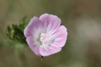 Mauve hérissée Malva setigera Spenn., 1829