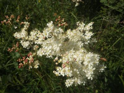 Filipendule vulgaire, Spirée filipendule Filipendula vulgaris Moench, 1794
